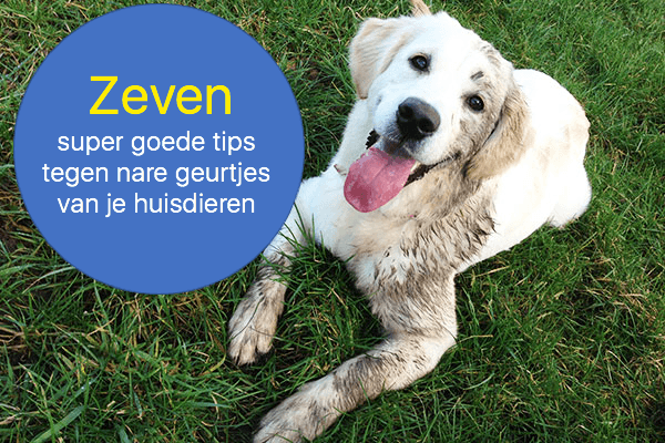 Tips tegen hondengeur